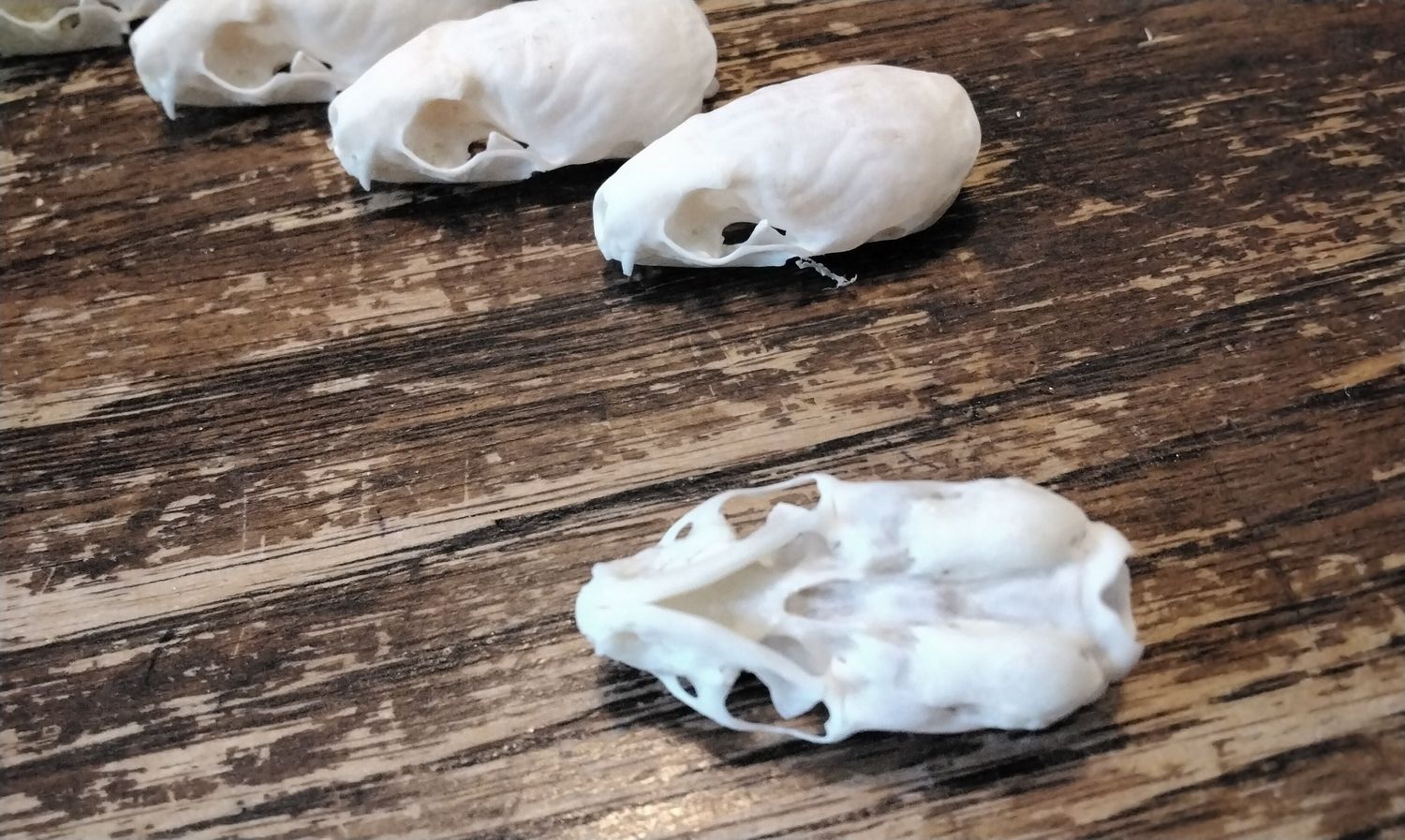 Ermine Skull Complete For 1 From Mn USA Lot#1