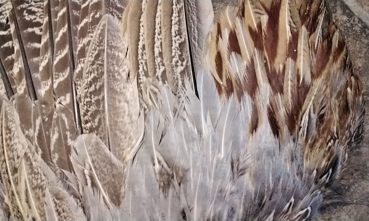 Pheasant Wings For 1 Pair Male Pleasant Wings Spread From SD USA Lot # 1 Spread