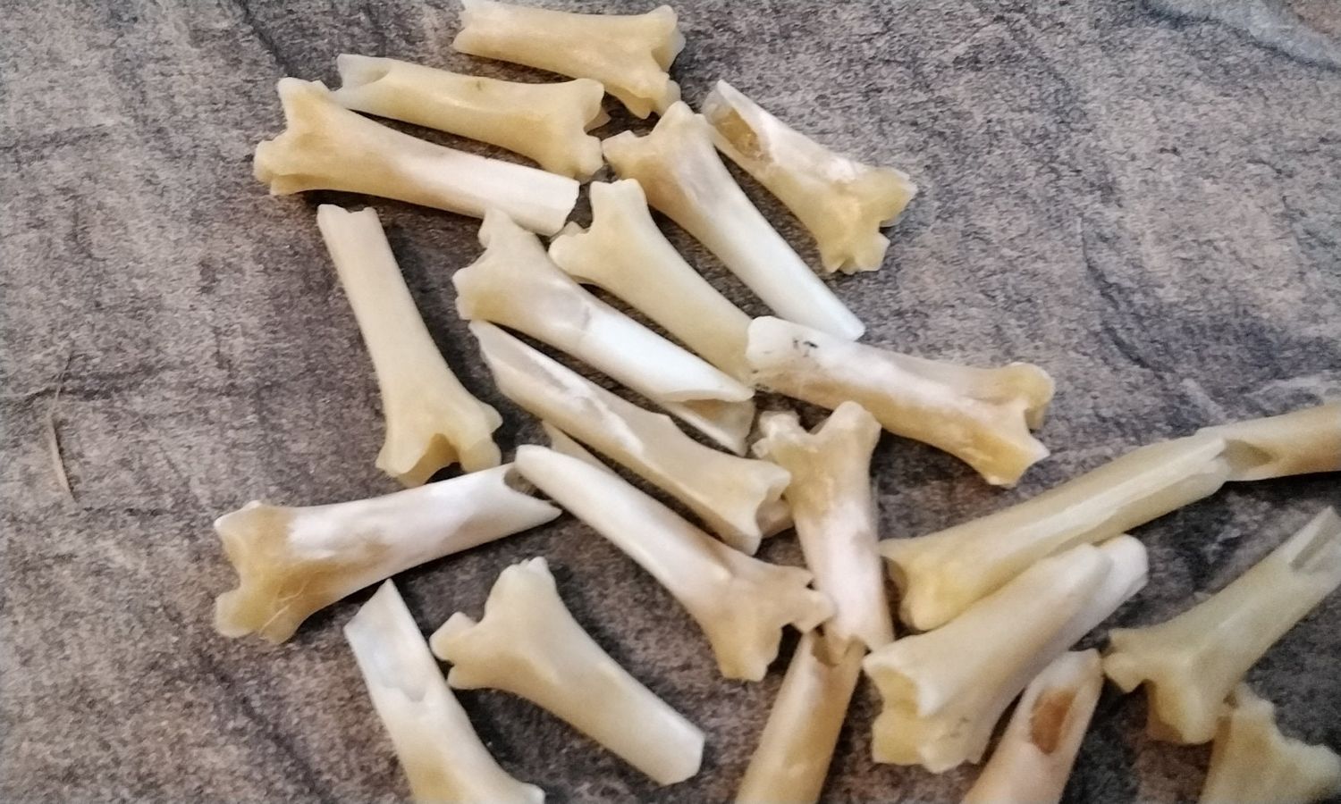 Jack Rabbit Leg Bone Pieces For 6 Hare Radius Bone Pieces From S.D. USA