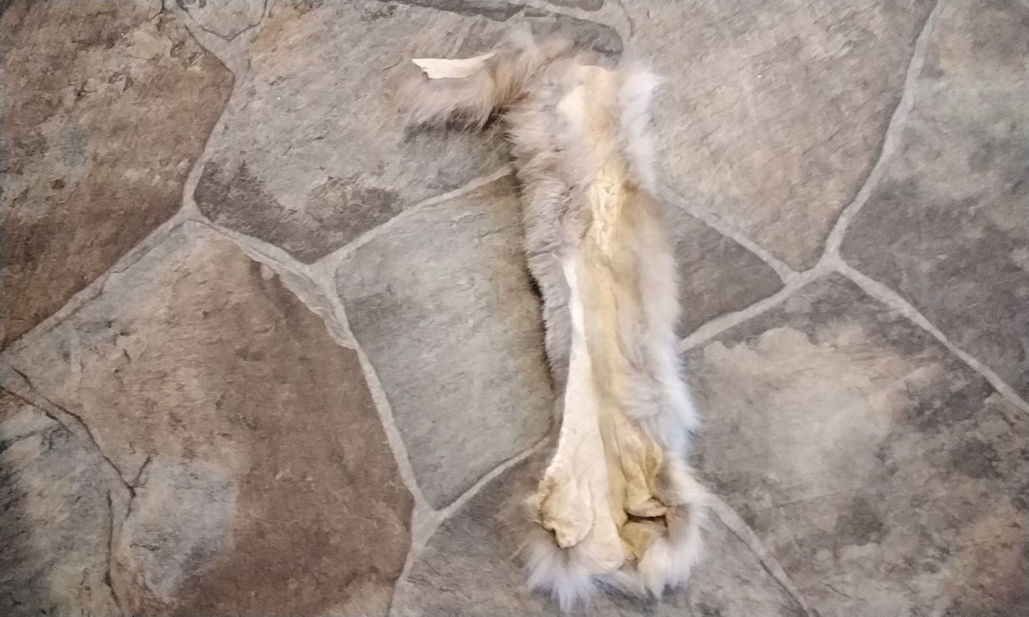 Lynx Fur Paw With Retractable Claws For 1 Extra Extra Long Lot # Ly XXLong 13&quot; x 4&quot;