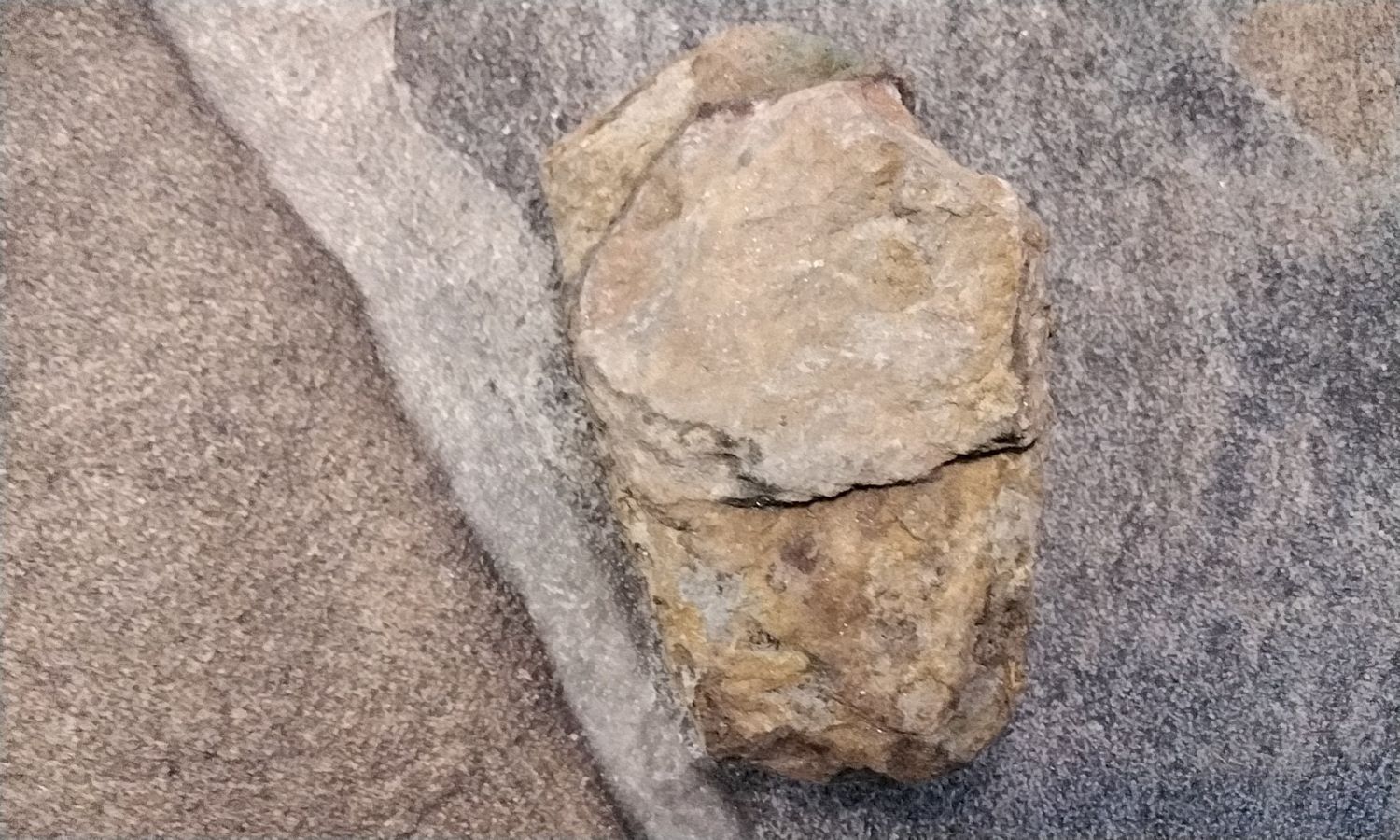 Trilabite Fossil Moroccan 400 Million Years Old