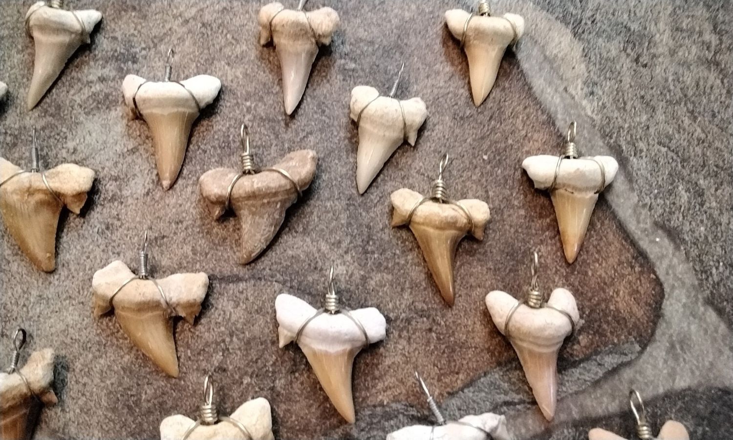 Fossilized Shark Tooth Wrapped In Sterling Silver For 1 Brown/Tan Color Lot#1
