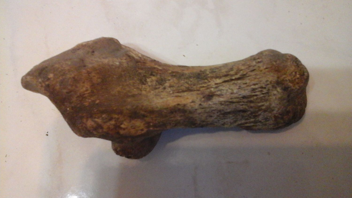 Fossil Bison Buffalo Heel Bone Lot#3