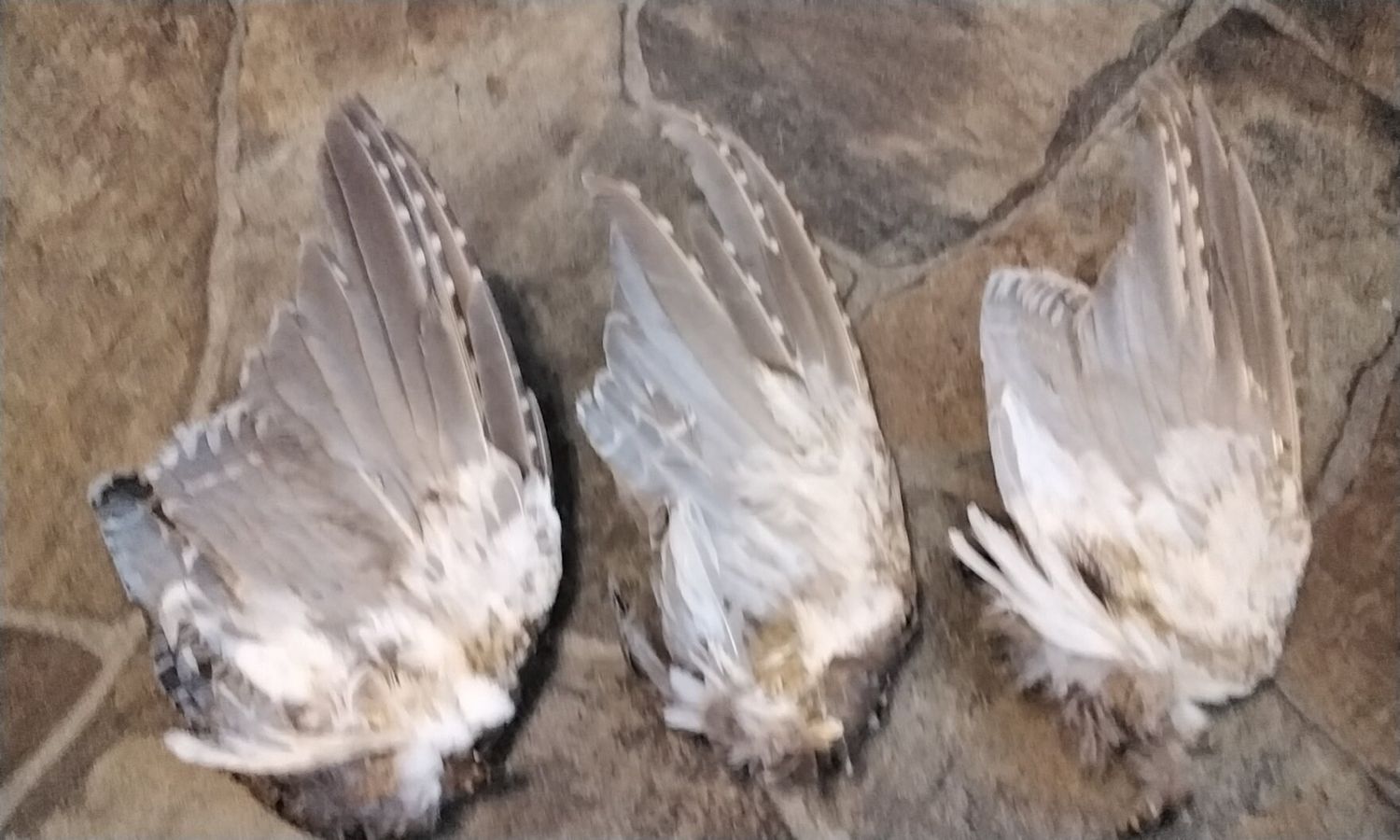 Grouse Wing For 1 Sharp Tail Grouse Wing From South Dakota USA