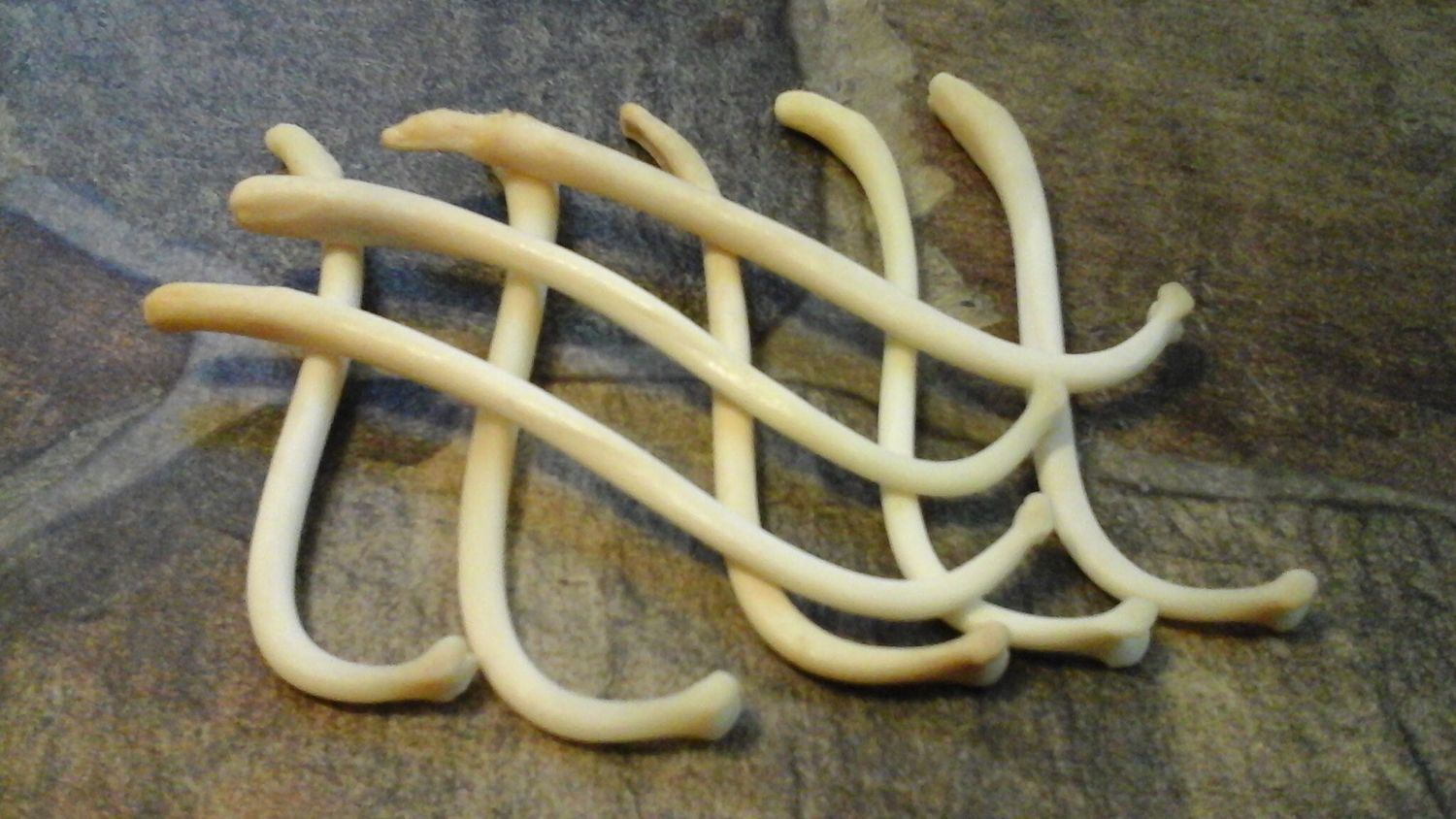 Coon Dick For 1 Super This Is Huge Raccoon Baculum