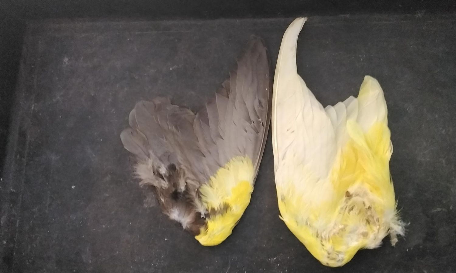 Parrot Feathers For 2 Wings Farm Pin Raised Died Of Natural Causes Lot# Yellow And Black