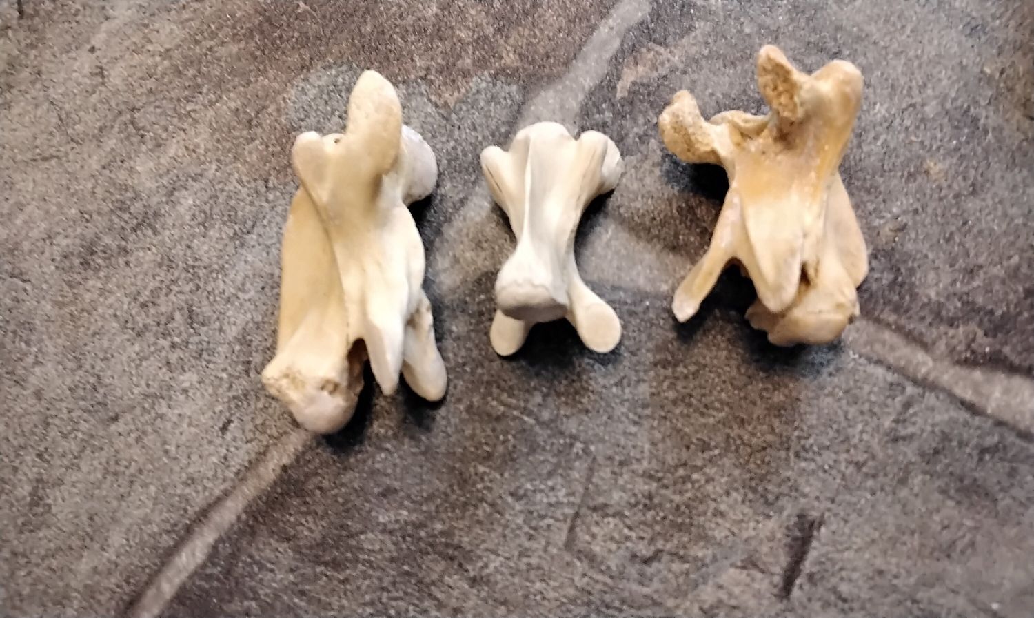 Turtle Neck Vertebrae Bones For 2 Jumbo Size Natural From Mn. USA