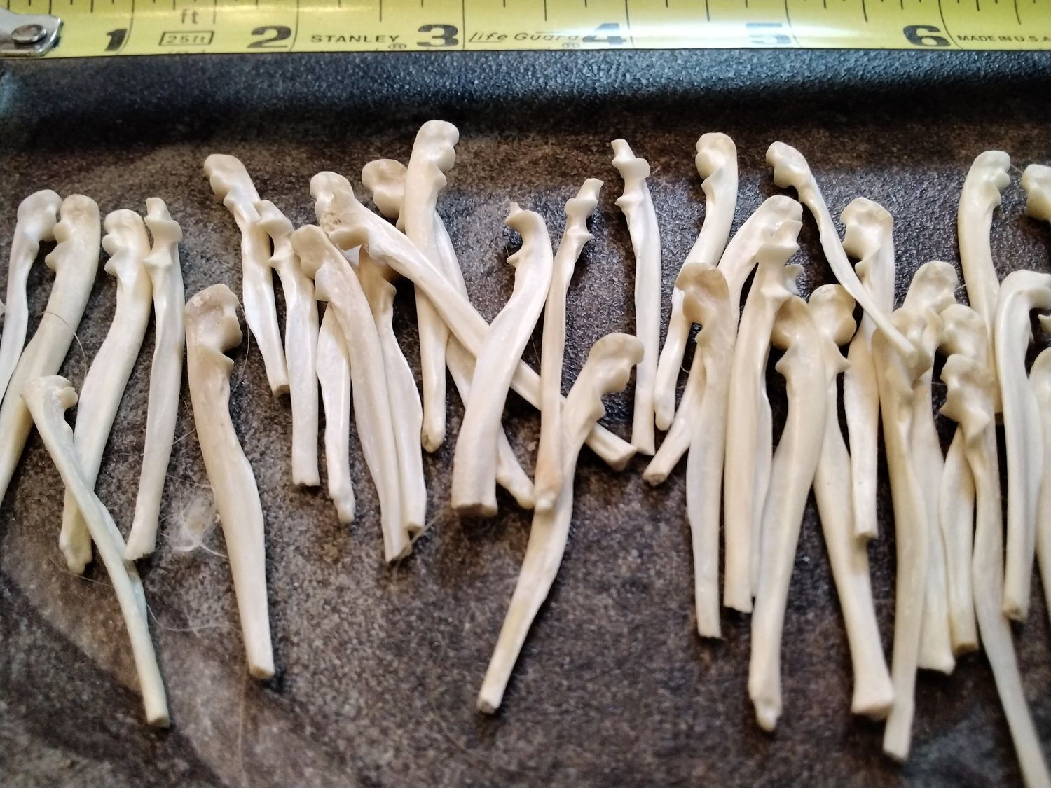 Grey Squirrel Outside Shoulder Bones For 2 Northern Grey Squirrel from Mn. UsA