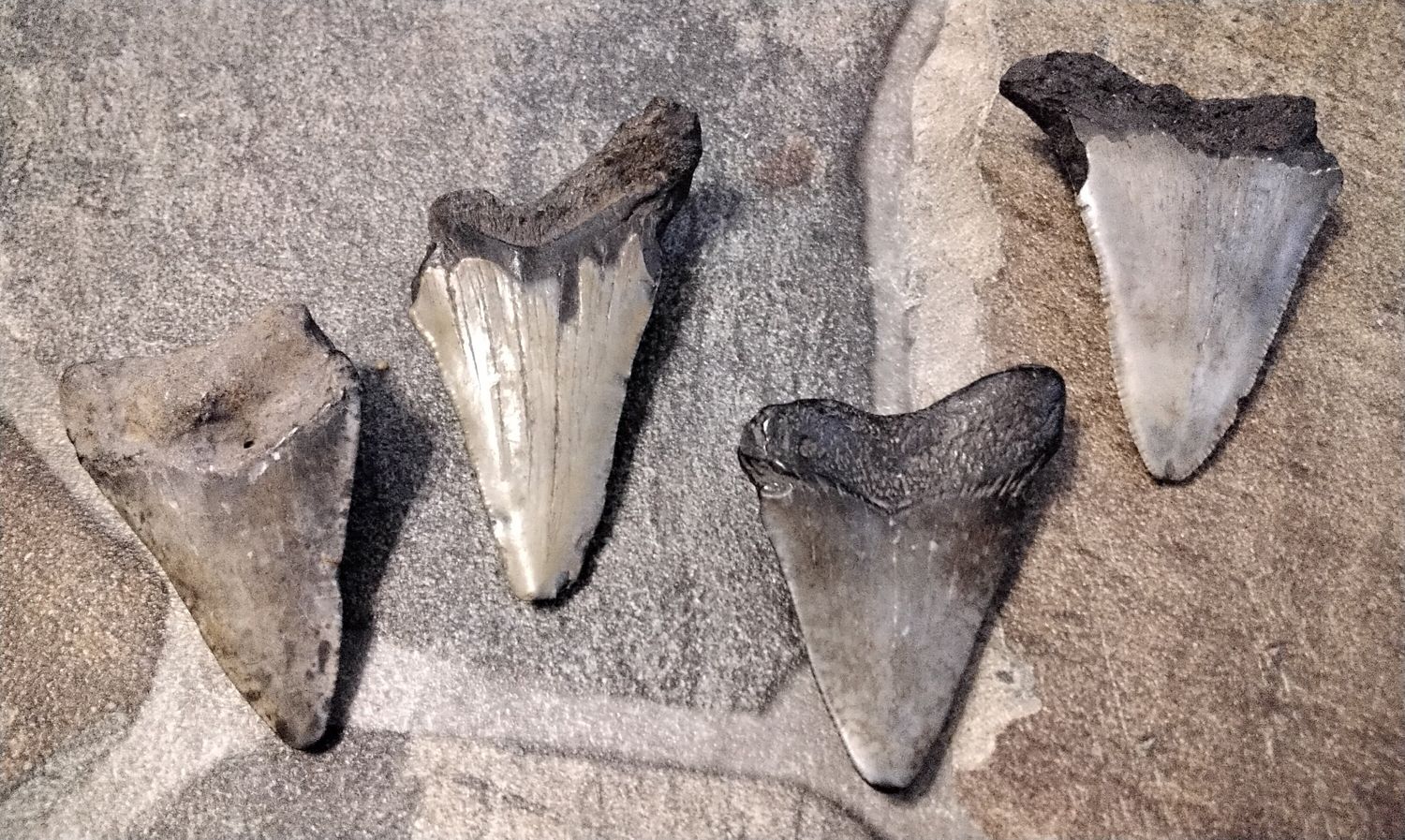 Megalodon Shark Tooth For 1 Large Over 10,000 Years Old