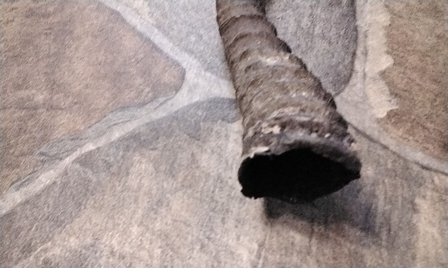 Impala Horn For 1 Large Lot# 9 3/4&quot; x 1 1/2&quot; - 1 7/8&quot;