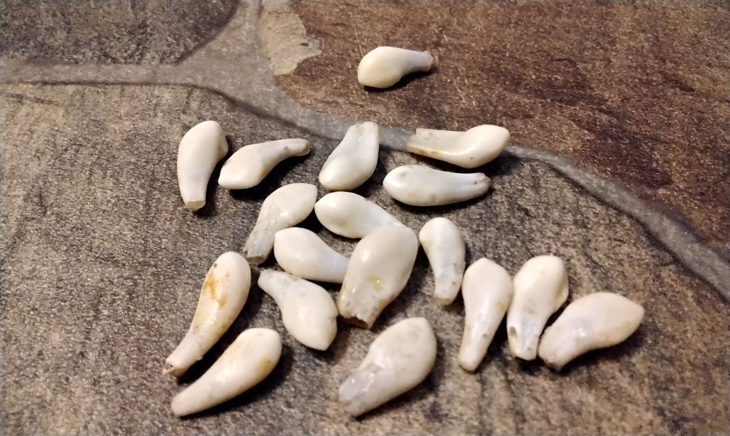 Deer Front  Tooth For 15 From Mn. USA