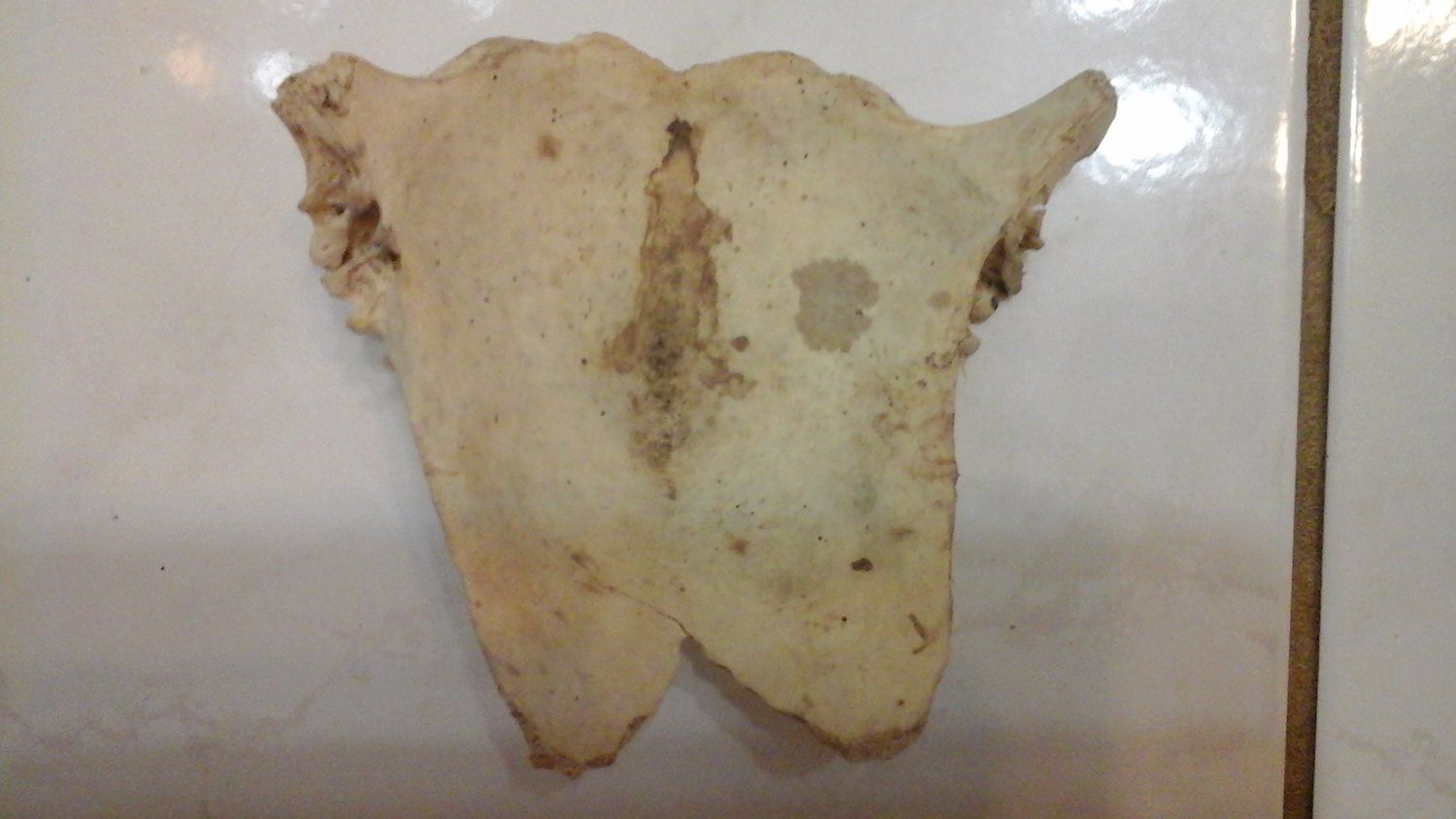 Emu Breast Bone