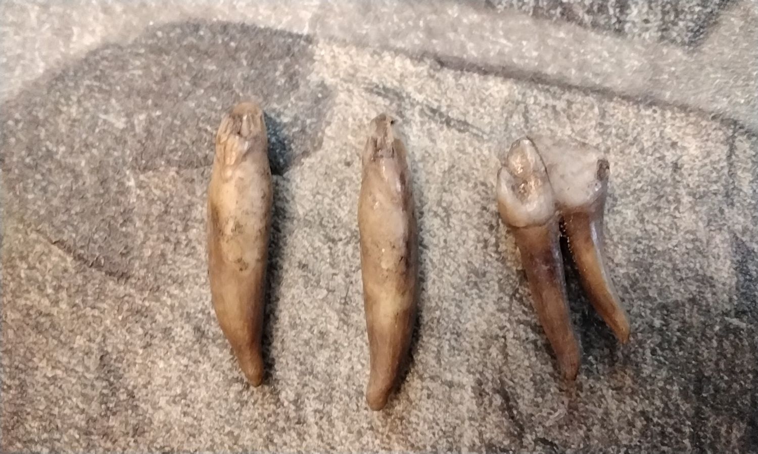 Fossil Pig Tooth For 3 From Fla.