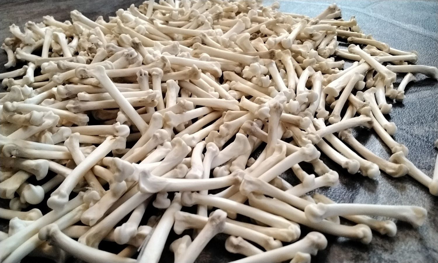 Bobcat Foot Bones For 6 From  Fla USA