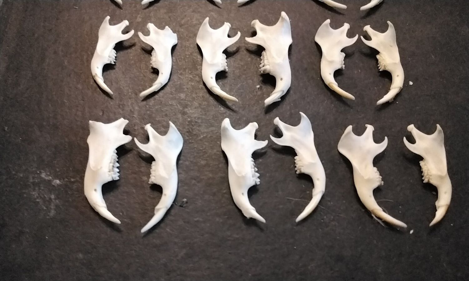 Gopher Woodchuck Jaw For 1 From Mn. USA Lot# 1