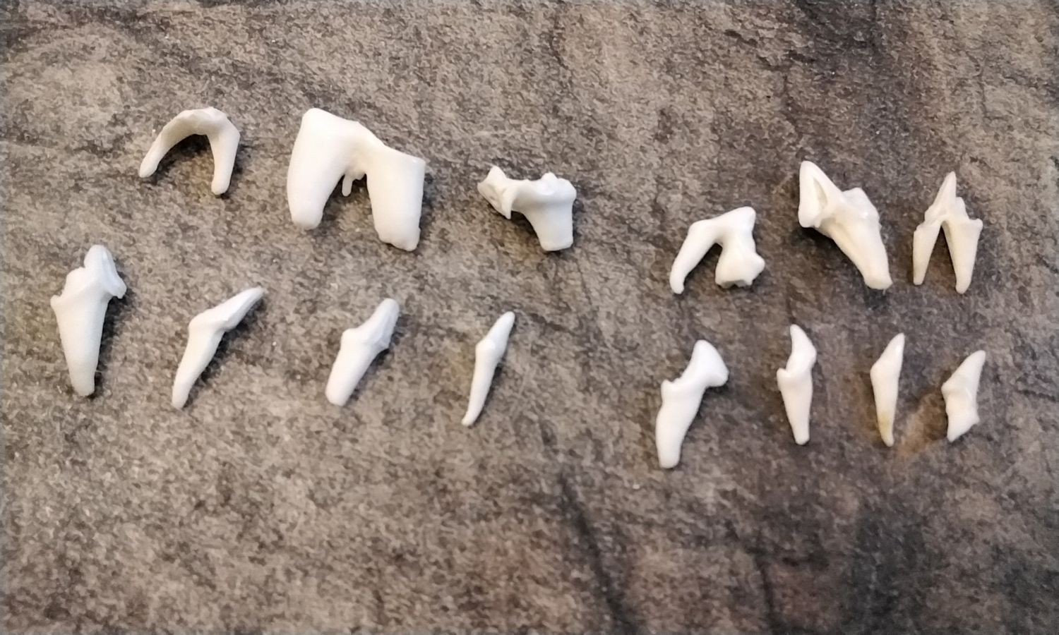 Fox Tooth For 7 Broke Fox Teeth