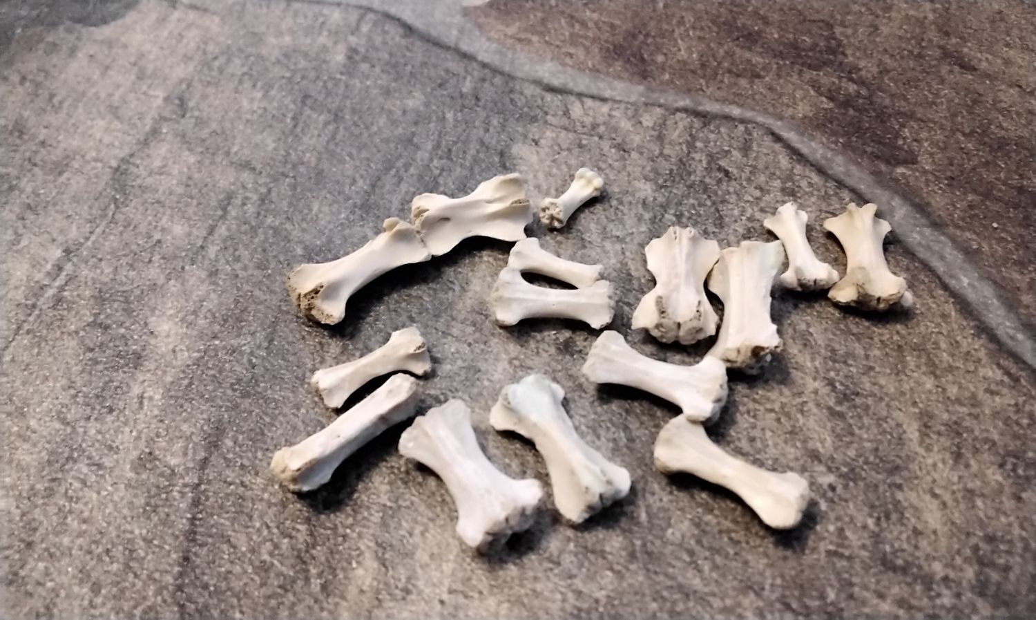 Squirrel Tail Bones Northern Grey Squirrel For 7 From Mn. USA