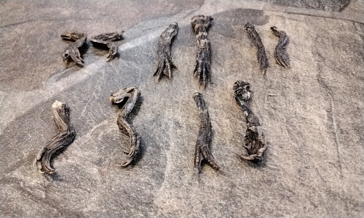 Alligator Feet For 2 Baby Alligator Feet Farm Raised In Fla Back In 1990&#39;s Died Of Natural Causes