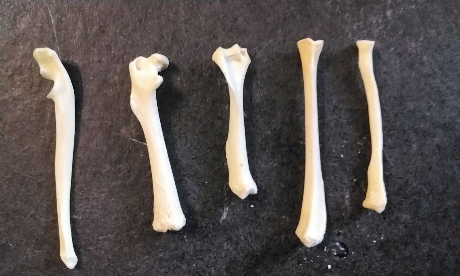 Chipmunk Mixed Bones For 5 From Mn. USA