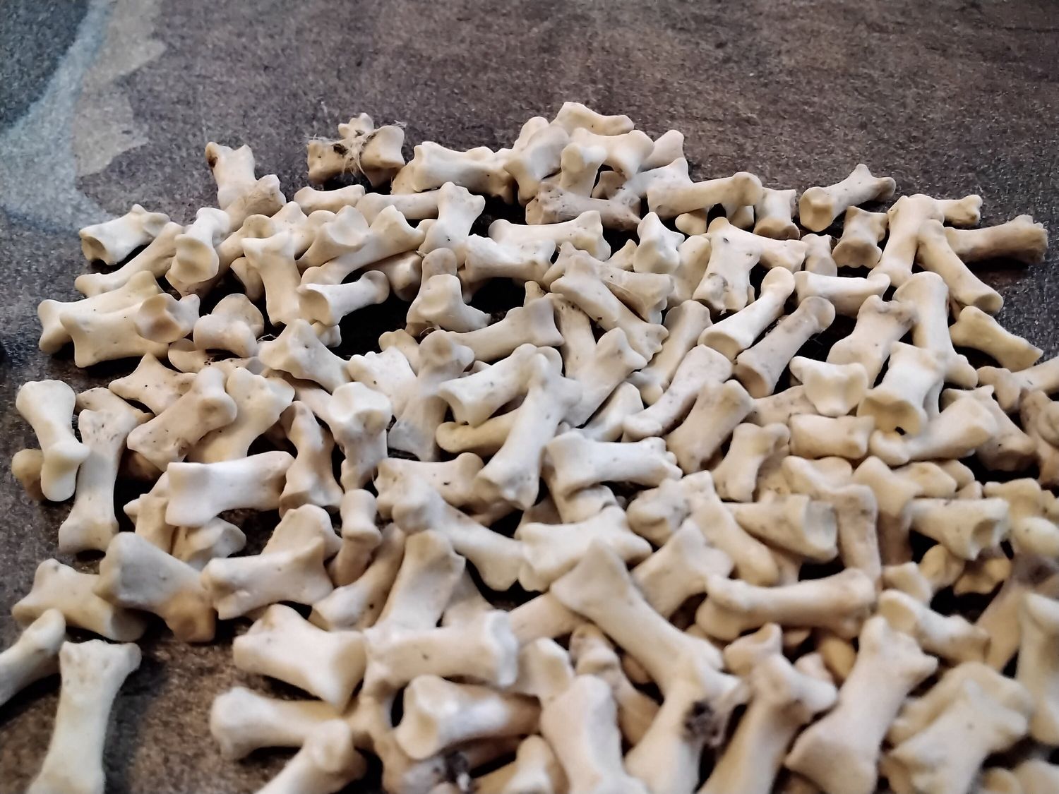Badger Toe Knuckle Bones For 8 Straight Ones From USA Natural Organic I Will Not Ship This To Wisc. From Mn. USA