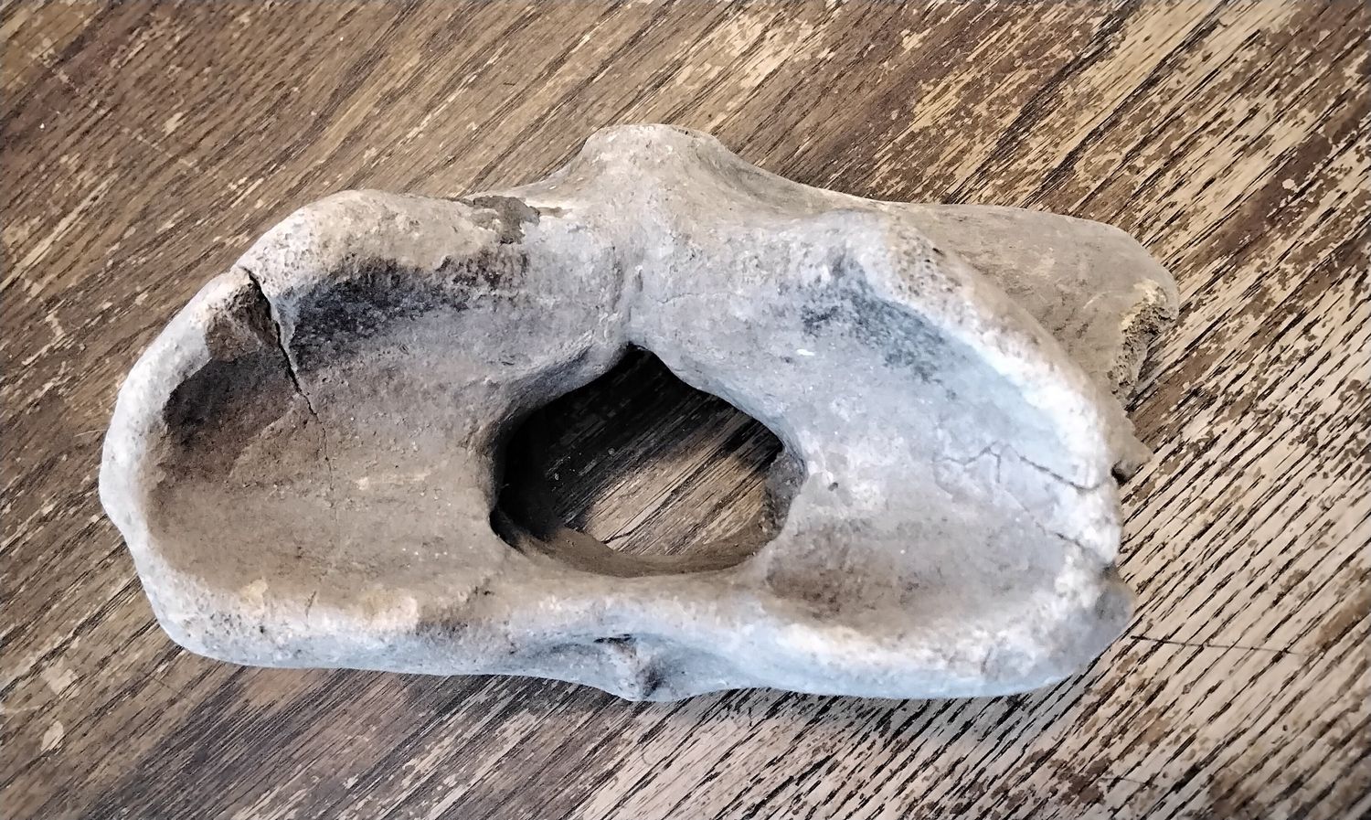 Bison Buffalo Fossil Bull Atlas Bowtie Neck Vertebrae Bone From Iowa USA Lot# Jumbo B