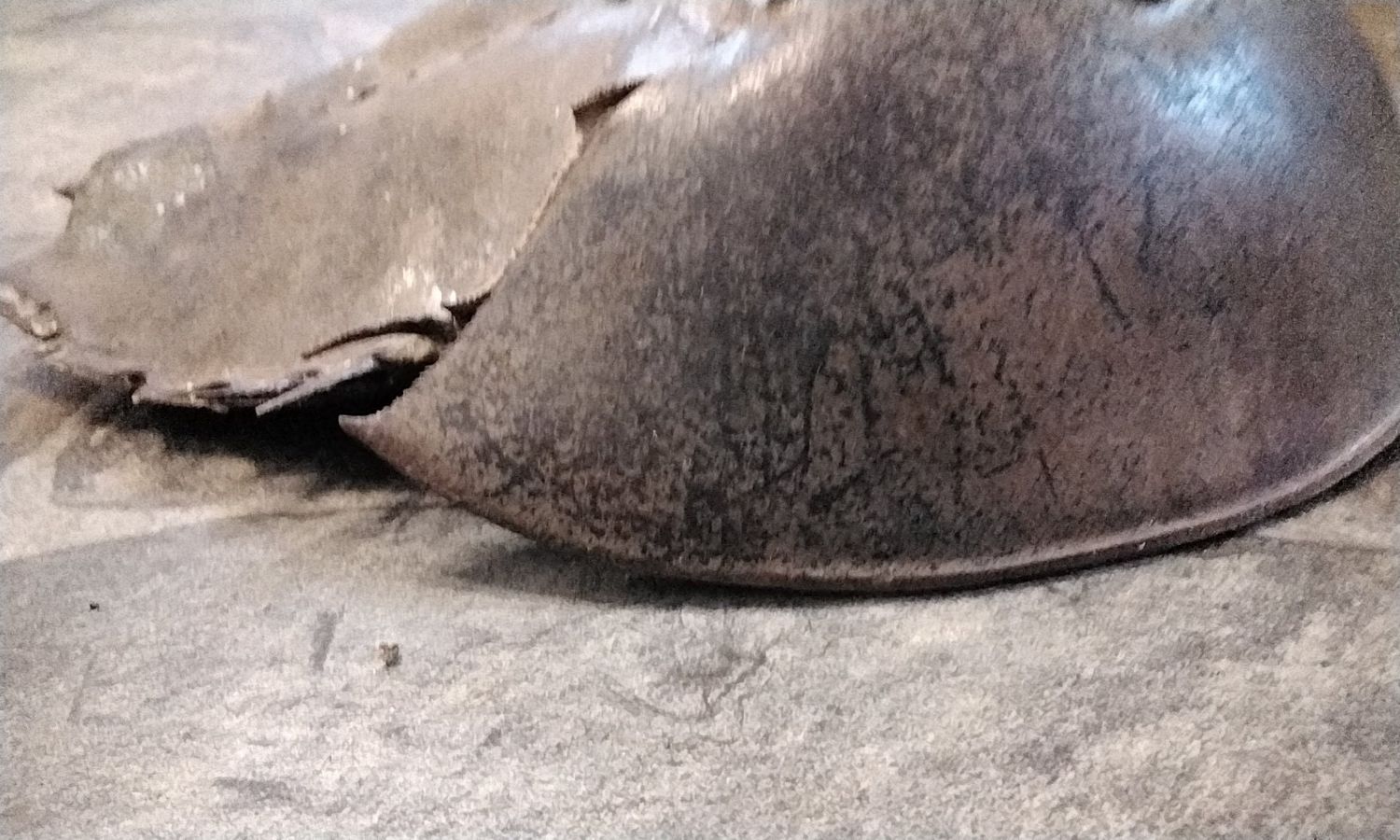 Horseshoe Crab Super Huge Size. Found While Walking On The Fla Beach 20&quot; long by 10 1/2&quot; wide