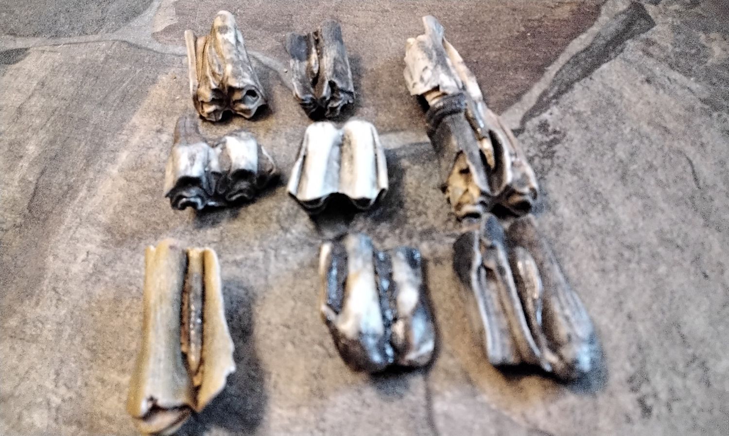 Bison Buffalo Fossil Bison Buffalo Tooth For 1 Lot#L
