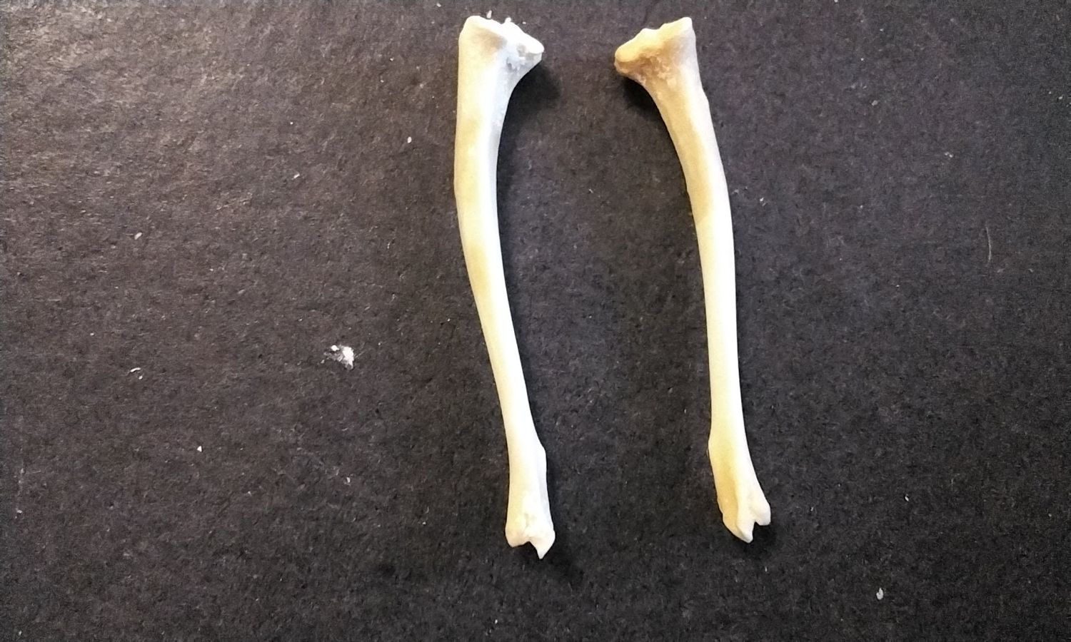 Chipmunk Back Leg Bone For 2 From Mn. USA