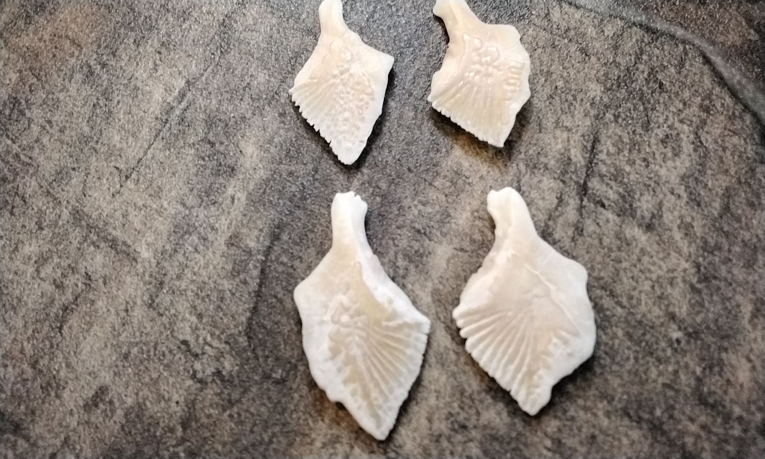 Alligator Gar Fish Scales For 4 Super Huge From Fla. USA 1 5/8&quot; - 1 3/4&quot; Size