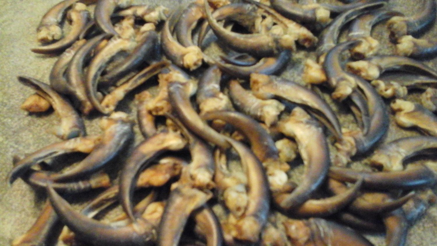 Porcupine Claws For 4 Large From USA