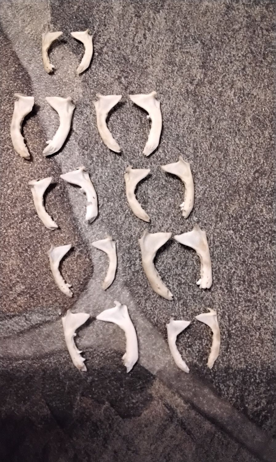 Ermine Jaw Bone For 2 From Mn USA Lot# 1C