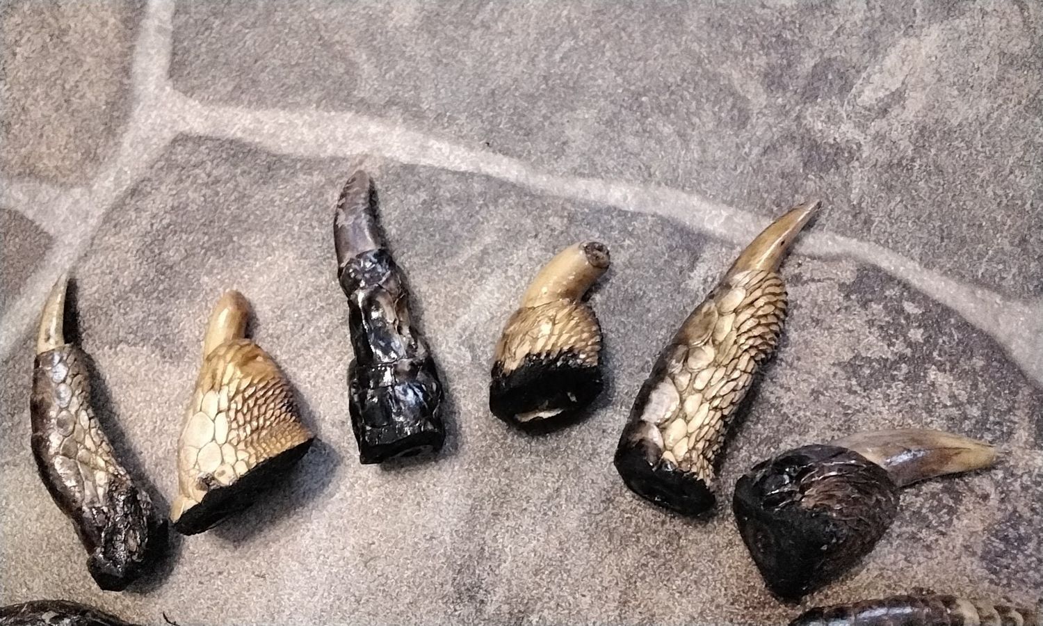 Alligator Toe For 1 Large From Fla. USA