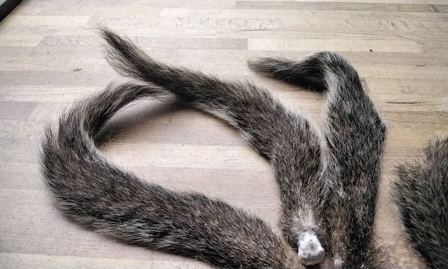 Squirrel Tail For 1 From Fla. USA