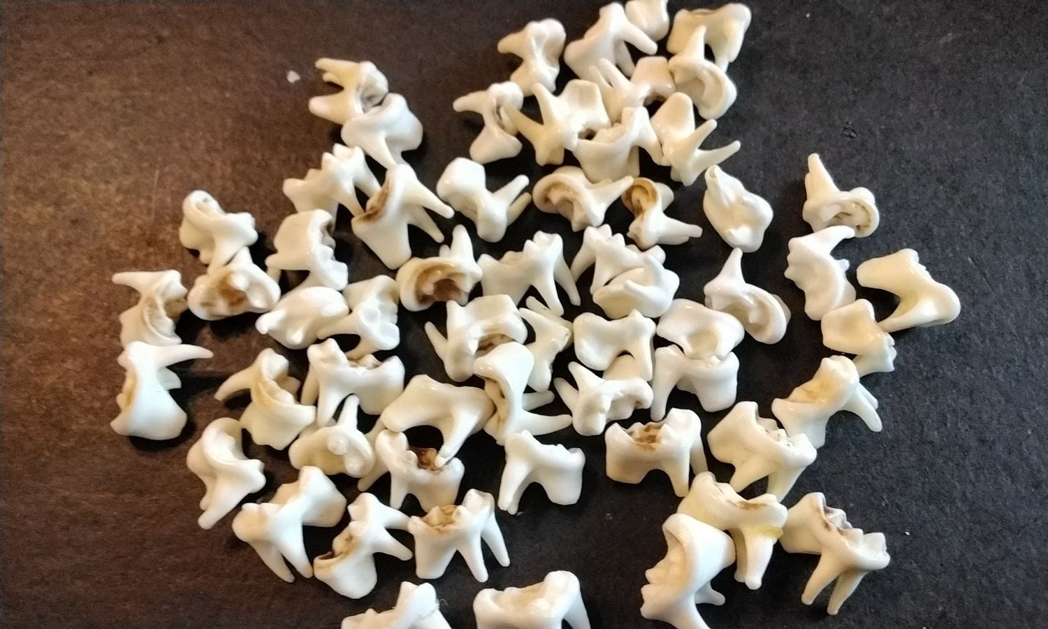 Raccoon Side Molar Tooth  For 4 Wide Flat From Mn. USA