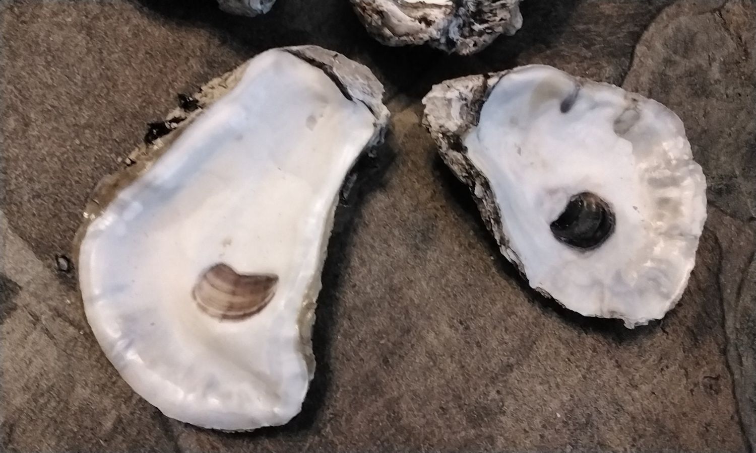 Oyster Shell For 1 Natural Extra Large From Louisiana USA Lot# Extra Lg