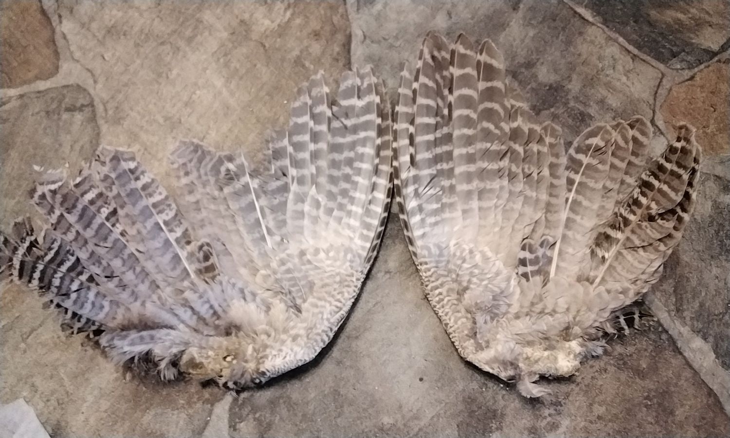 Pheasant Wing For 1 Pair of Female Pheasant Wings From South Dakota Lot # 1 Spread