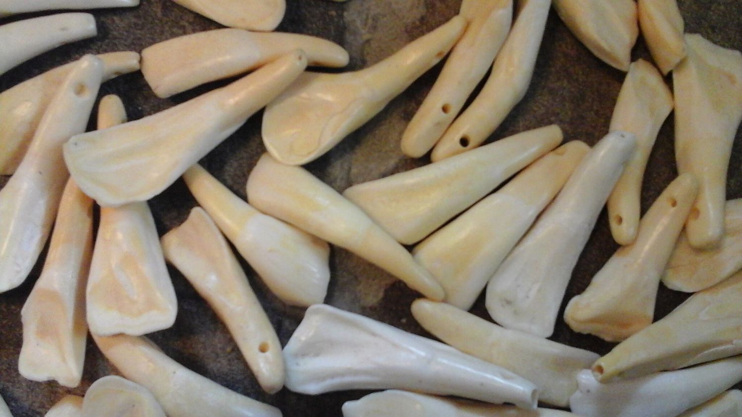 Buffalo tooth drilled  for 10