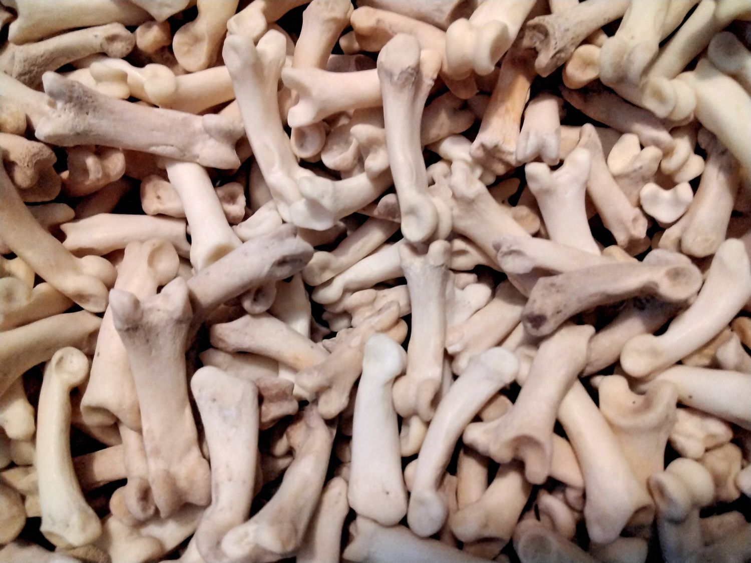 Bobcat Toe Knuckle Bones For 10
