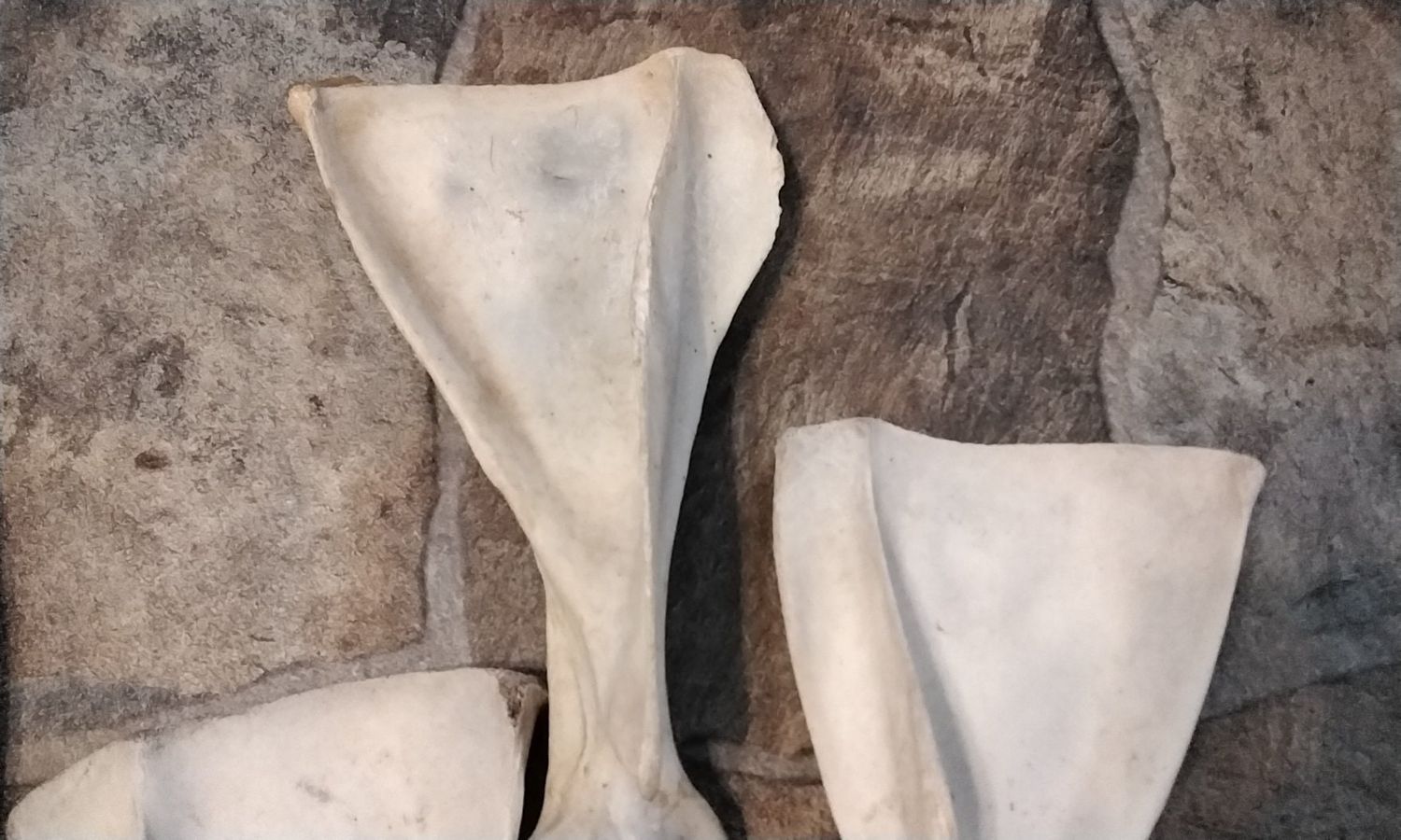 Deer Shoulder Blade Bone For 1 From Mn. USA Lot# Natural Large Size