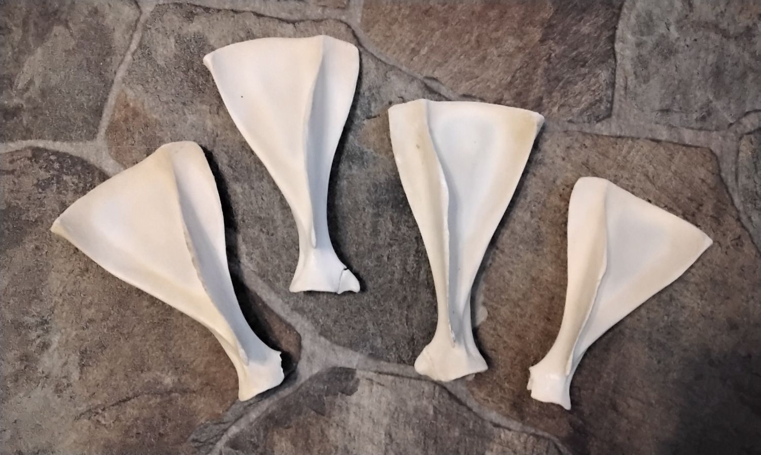 Deer Shoulder Blade Bones For 1 From Mn. USA Lot # Med. Size