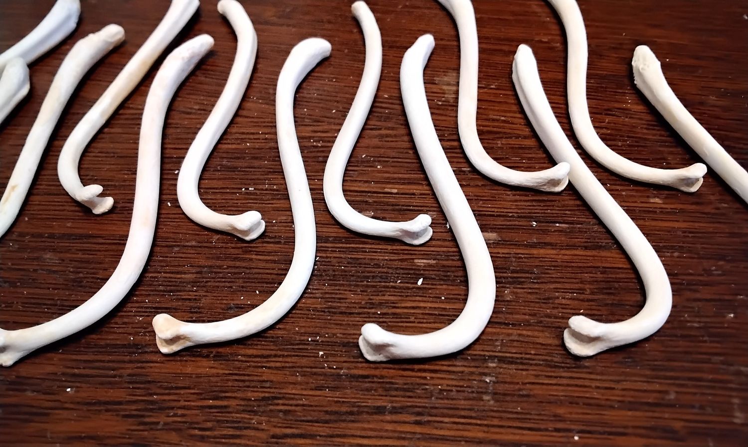 Coon Dick For 1 Large Raccoon Baculum From USA