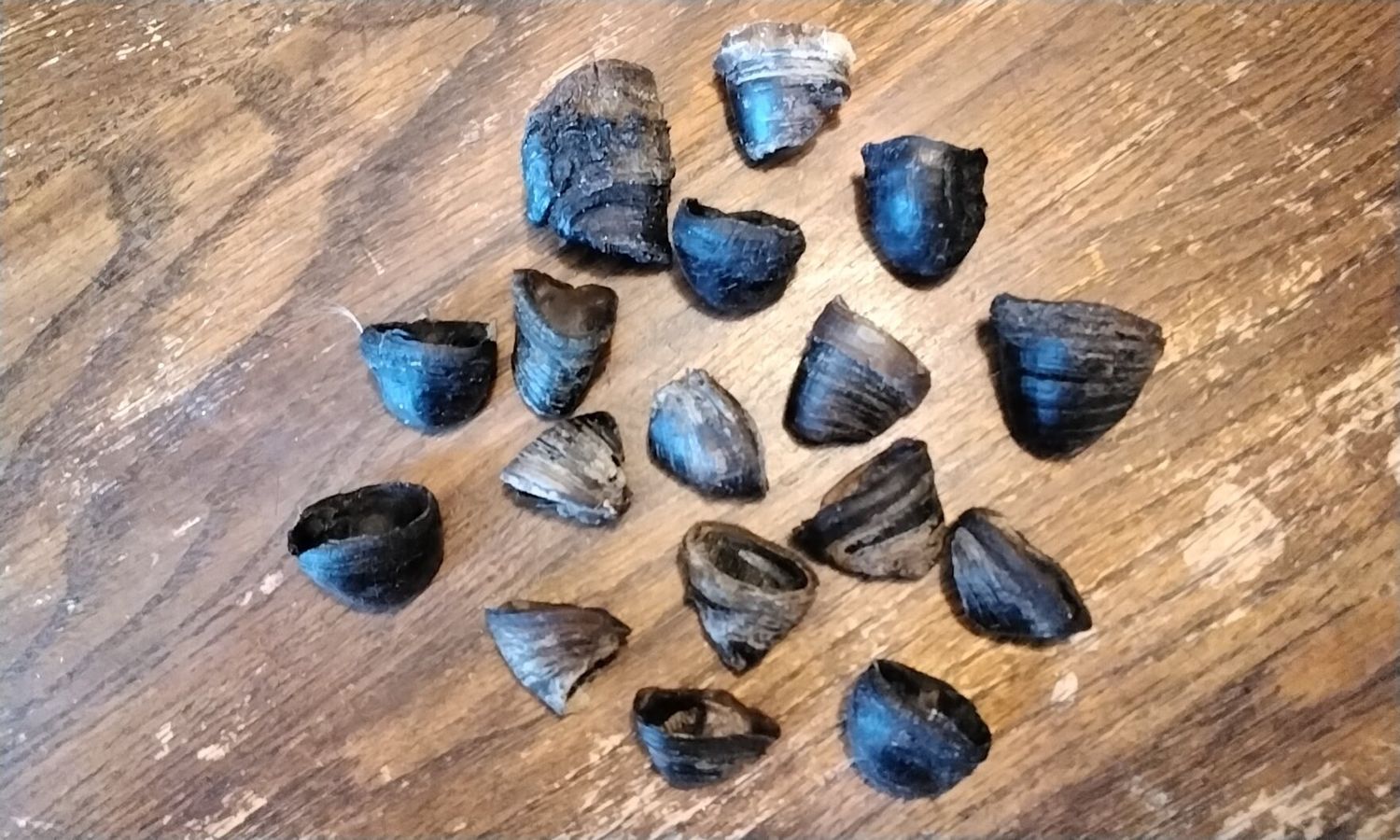 Bison Buffalo Dew Claws For 4 From Mn. USA