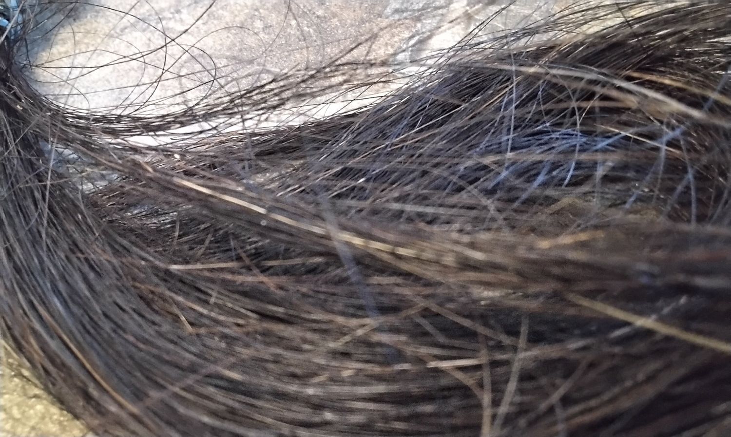 Horse Hair LOT# Dark Brown
