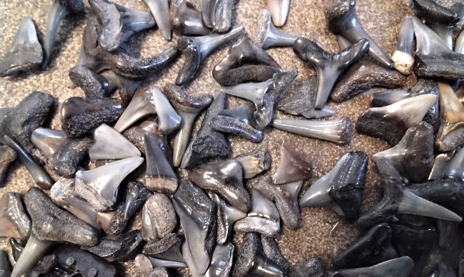 Shark Tooth  For 12 Fossil Sand Tiger Shark Teeth Found On Fla. Beach