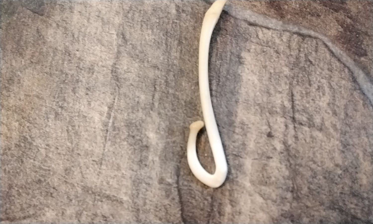 Coon Dick Naturally Broken And Healed From Mn. USA Lot # B&amp;H2