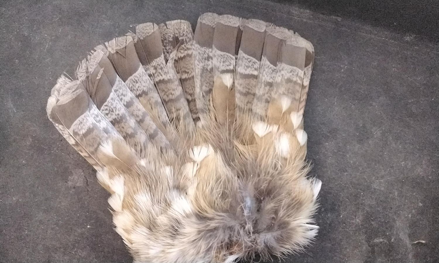 Grouse Tail Feather Fan