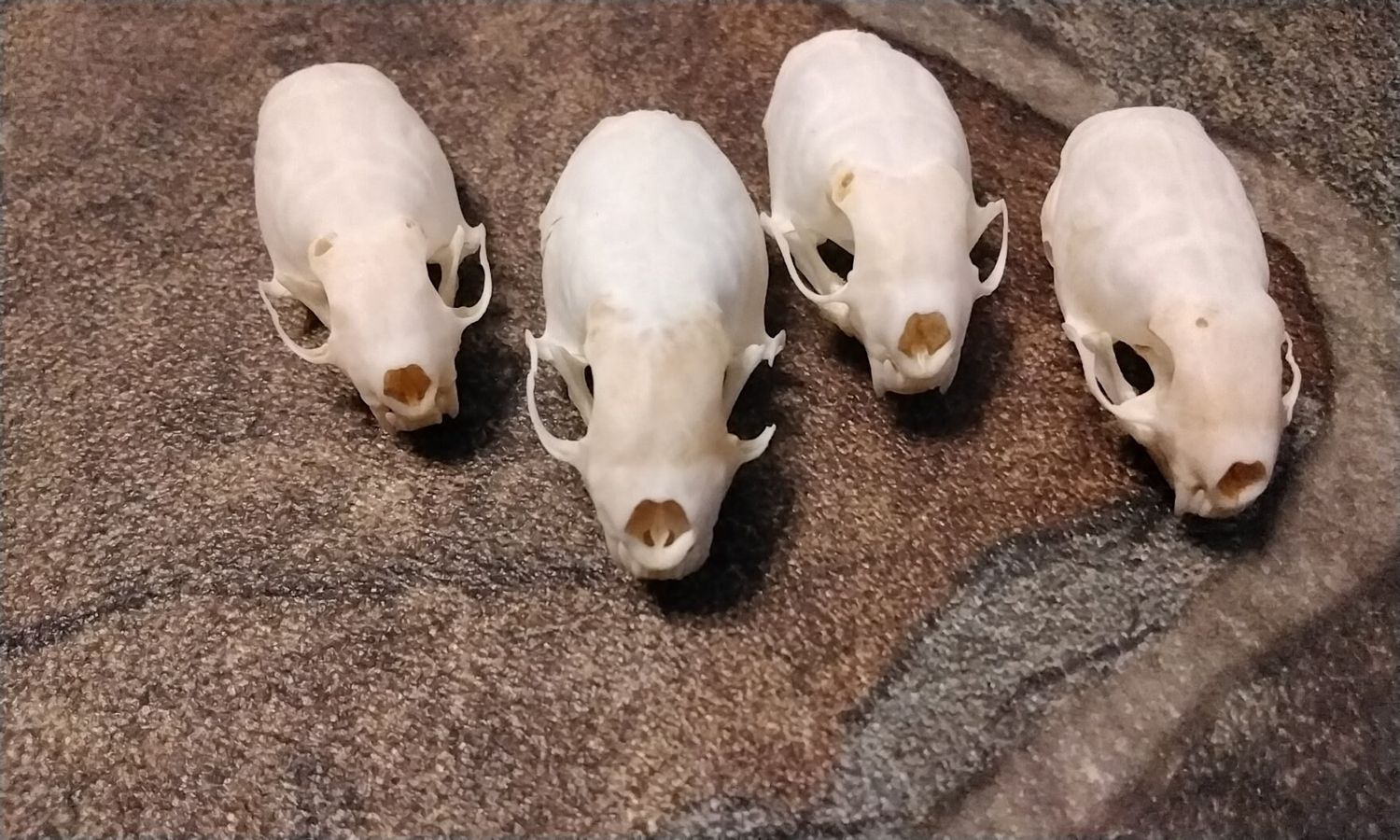 Ermine Skull For 1 Complete From Mn. USA Lot# MB