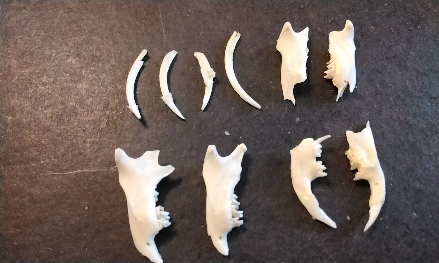 Gopher Woodchuck For 6 Jaws And 4 Fangs From Mn USA Lot# For 10 Piece