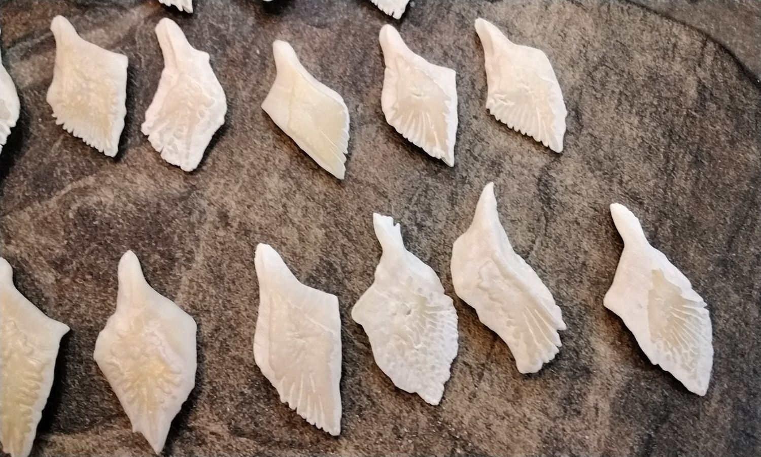 Alligator Gar Fish Scales For 6 Jumbo Size From USA Fla 1 1/2&quot;  Size