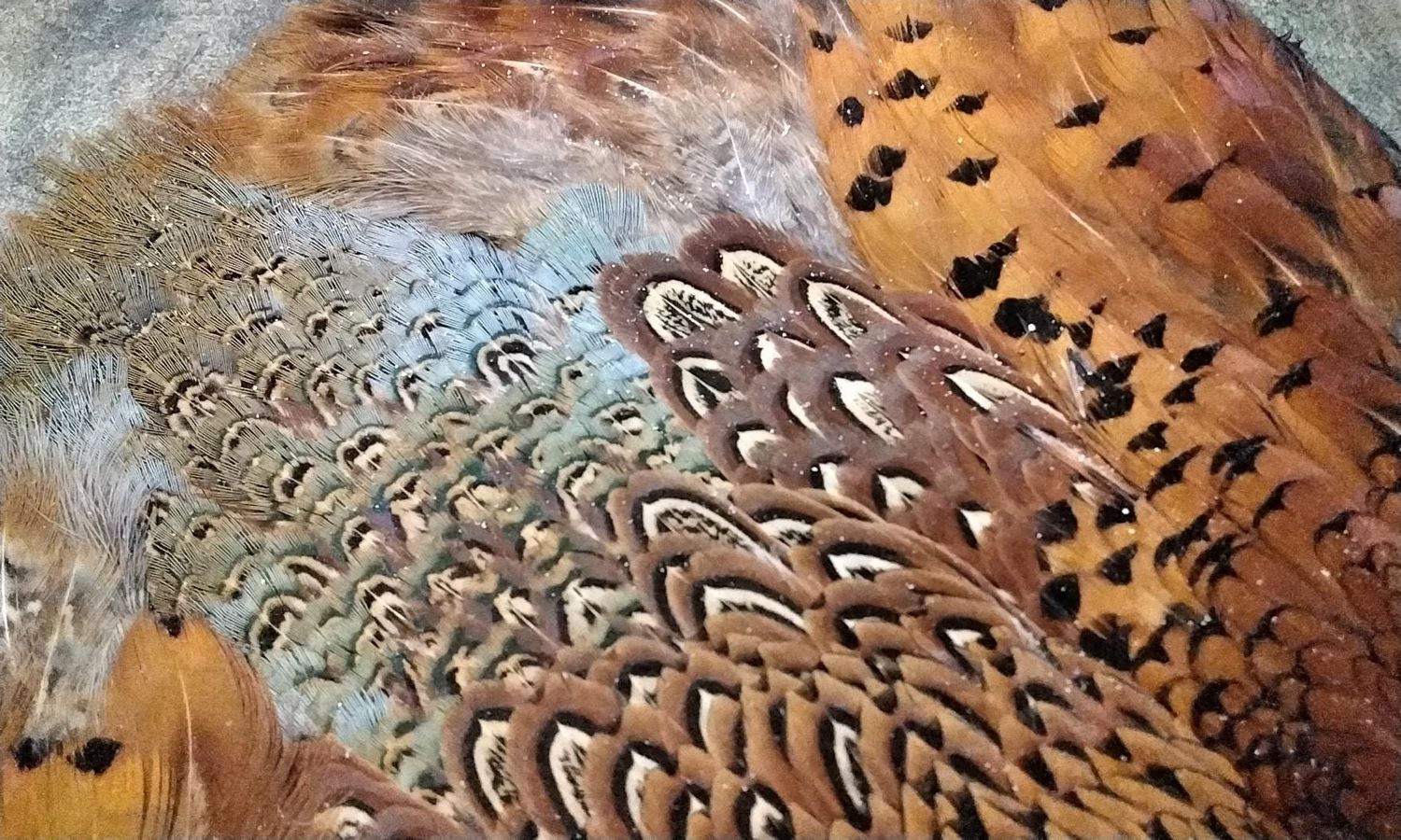 Ringneck Pheasant Feather Pelt